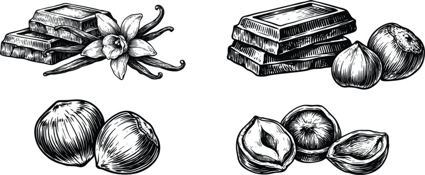 Vintage chocolate and hazelnut collection engraved dessert ingredient vector illustration set design