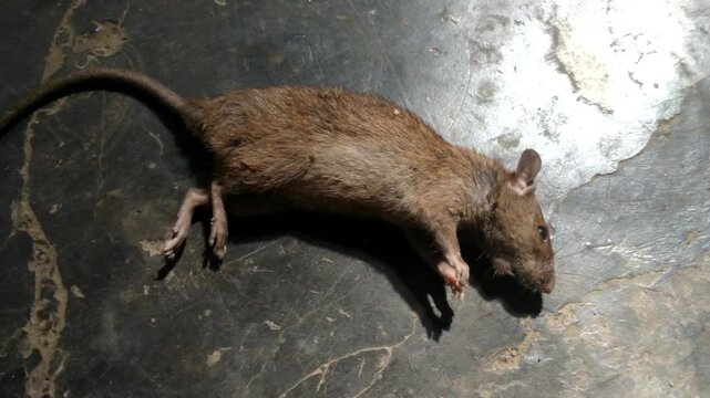 Close up of a dead rat on the floor of a house, highlighting life in rural homes accompanied by the activities of house rats regarding the risk of diseases related to hantavirus
