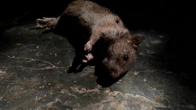 Close up of a dead rat on the floor of a house, highlighting life in rural homes accompanied by the activities of house rats regarding the risk of diseases related to hantavirus