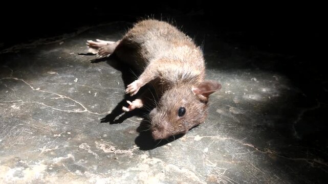 Close up of a dead rat on the floor of a house, highlighting life in rural homes accompanied by the activities of house rats regarding the risk of diseases related to hantavirus