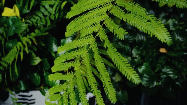 Lush green fern frond in a garden