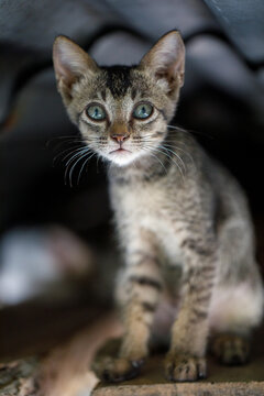 Vertical photo of playful cat holding furry toy while playing with another cat indoors
