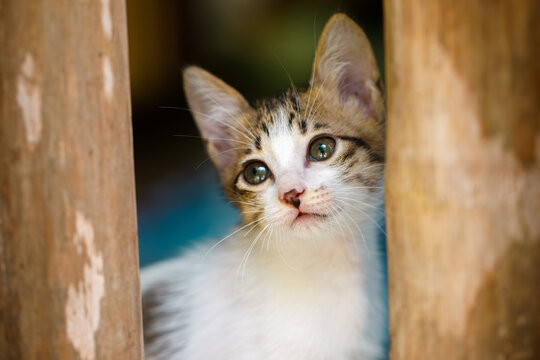 Closeup portrait of a tabby cat with focused eyes sitting on stone ground