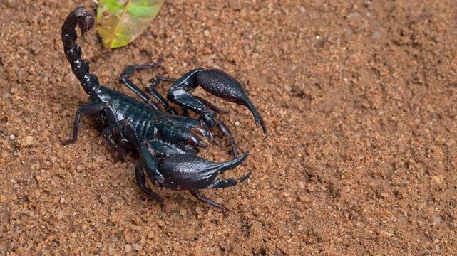 Asian Forest Scorpion Displaying Defensive Posture on Sandy Ground