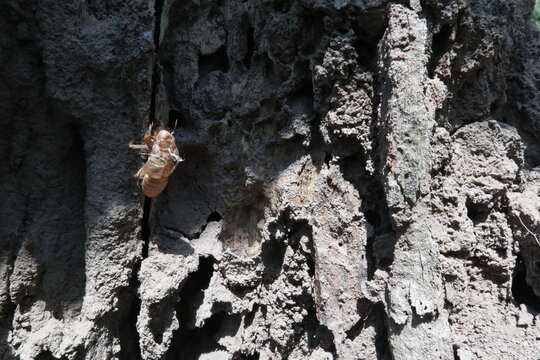 A cicada exoskeleton left clinging to the bark of a dead tree in a rural area of Java, Indonesia.