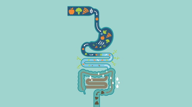 Stylized human digestive tract illustration with organs.