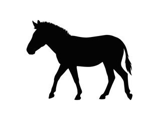 Fototapeta premium Silhouette of a walking zebra animal.