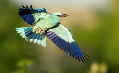 Fototapeta premium Roller bird close up ( coracias garrulus )