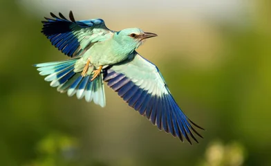 Roller bird close up ( coracias garrulus ) © Piotr Krzeslak