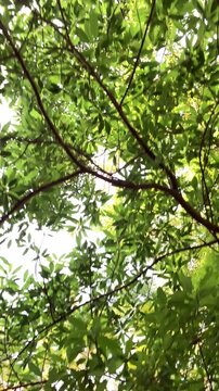 Vertical 4K handheld slowmotion walking shot looking up at green leaves and branches against bright sky background Dreamy cinematic low angle tree canopy loop for nature travel and wellness broll