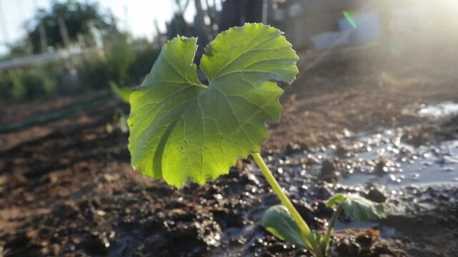 Piccolo germoglio di zucchina o zucca coltivato in pieno campo con una grande foglia verde illuminata dal sole in controluce