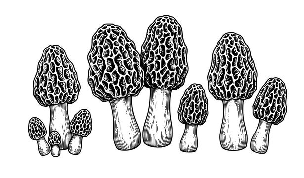 Vintage Morel Mushroom Line Art Vector with Botanical Engraving Detail