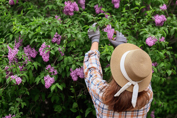 Obraz premium Woman in straw hat and plaid shirt pruning lilac bush, gardening and springtime activity, outdoor horticulture