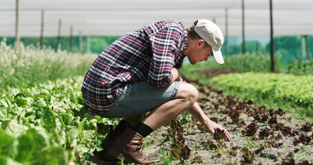 Fototapeta premium Agriculture, inspection and man in farm for harvest, sustainable business and crop quality assurance. Outdoor, farmer and person with fresh produce in nature, green development and food production