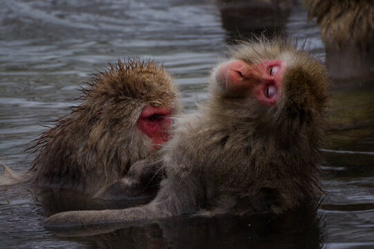 "Japanese Macaques Grooming in Hot Spring at Jigokudani Snow Monkey Park, Nagano"