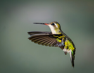 bra avePicaflor verde hemv © Sergio