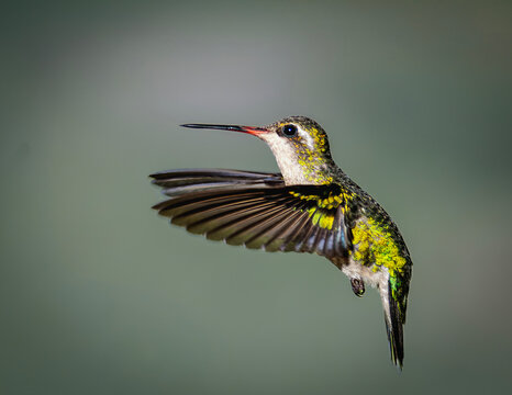 bra avePicaflor verde hemv