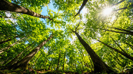 Obraz premium A forest scene with tall trees and sun shining through the leaves 4k