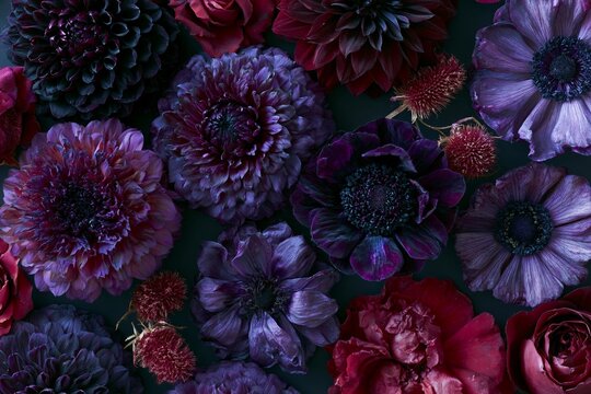 Overhead flat lay of mixed dark flowers including black dahlias, purple anemones, and deep red roses arranged artistically on a dark background