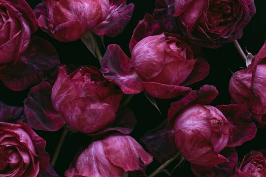Overhead flat lay of multiple deep burgundy and black roses arranged closely together on a dark background, showcasing their rich textures and colors