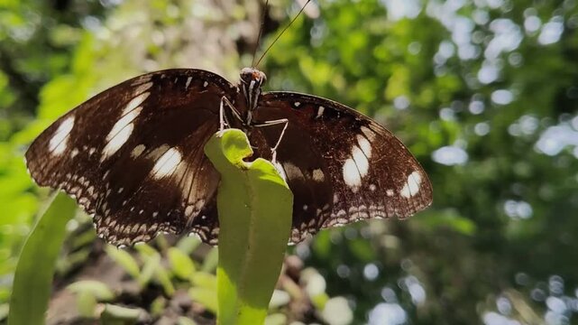 butterfly on a tree