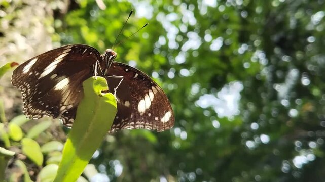 butterfly on a leaf