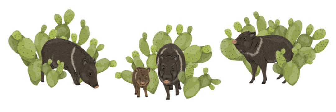 Collared peccary and prickly pear cactus vector clipart set. Cute javelina family animal characters with green opuntia succulents isolated on white background. Southwestern desert wildlife collection
