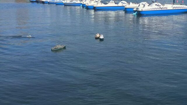 Three radio-controlled ship models float on calm water next to catamarans, a scene of ship modeling and a summer hobby.
