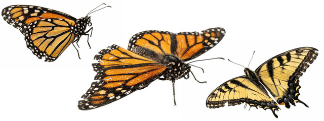 A Set of monarch and yellow swallowtail butterflies in motion, sweeping orange and striped yellow wings on white, expressive PNG insect art for creative compositions  © James