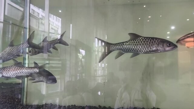 Several freshwater fish with prominent scales moving calmly in clear water.