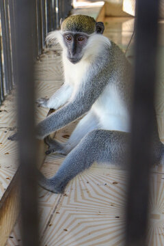 Green monkey sitting on a tiled floor behind bars in a zoo enclosure, showcasing captive wildlife, primate behavior, and zoological environment