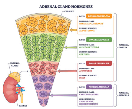 Adrenal gland hormones diagram maps cortex layers and medulla with aldosterone, cortisol, catecholamines, key objects, adrenal gland, cortex zones, medulla, transparent background