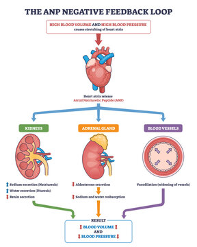 ANP negative feedback loop showing how the heart, kidneys, and blood vessels coordinate to lower blood volume and pressure via natriuresis, reduced aldosterone, and vasodilation,
