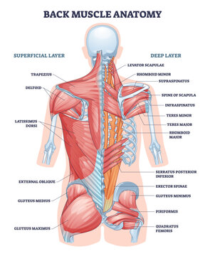 Back muscle anatomy illustrated to explain superficial and deep layers, key muscles shown include trapezius, latissimus dorsi, and erector spinae for study and training, transparent background.
