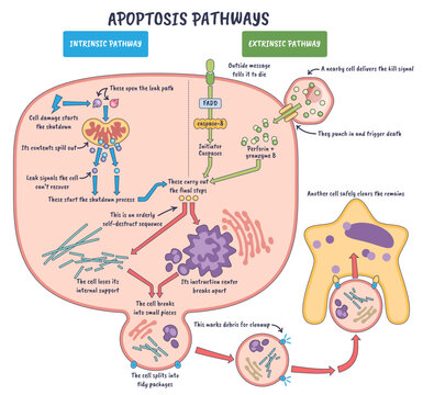Apoptosis pathways intrinsic and extrinsic show programmed cell death via mitochondrion leak and death receptor activation, key objects, mitochondrion, death receptor, caspases,