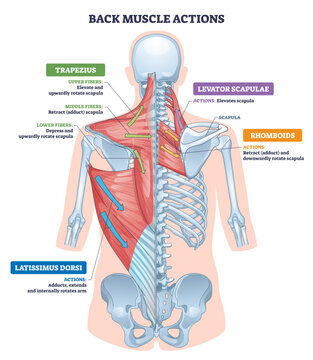 Back muscle actions overview maps scapula and arm movement, highlights trapezius, latissimus dorsi, and rhomboids, arrows indicate motion paths, transparent background