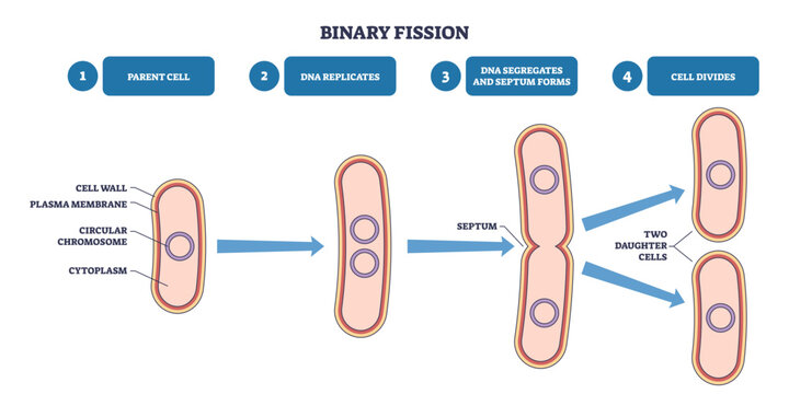 Binary fission outline shows bacterial cell division, parent cell replicates DNA, septum forms, two daughter cells emerge, main objects, chromosome, septum, cells, transparent background.