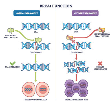 BRCA1 function outline comparing normal and mutated pathways, shows DNA helices, BRCA1 protein, and cancer cells, concept, DNA repair vs damage accumulation, transparent background