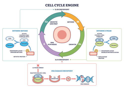 Cell cycle engine visualizes regulated progression through G1, S, G2, M, key objects are the circular phase ring, central cell, and checkpoints driven by cyclin CDK control, transparent background.