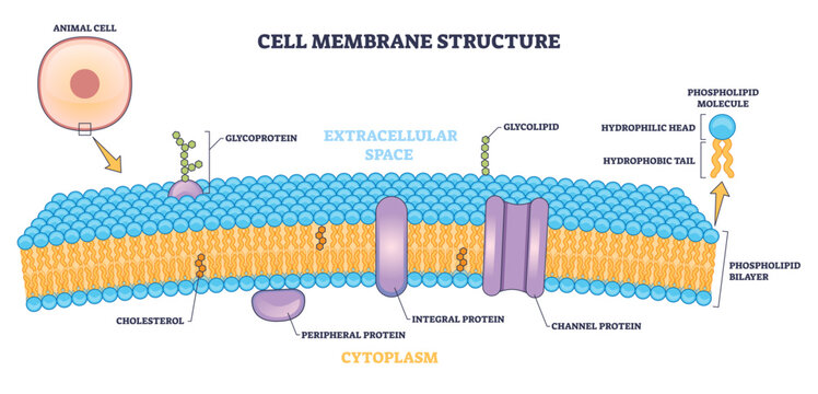 Cell membrane structure illustrating selective barrier and transport, phospholipid bilayer with channel proteins, key objects, bilayer, integral protein, transparent background