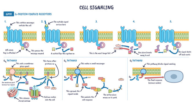 Cell signaling GPCR pathways illustrated, a membrane receptor activates G proteins and second messengers, explaining Gq, Gs, Gi steps, transparent background. Key objects, GPCR receptor,