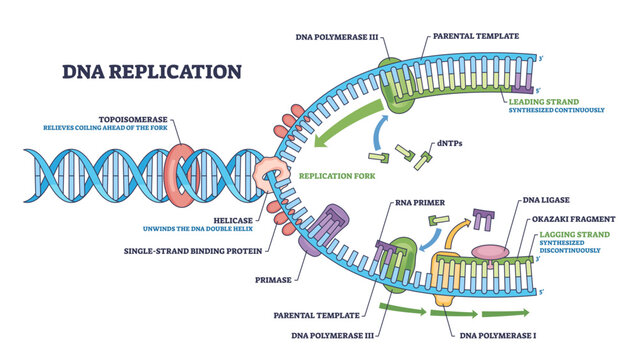 DNA replication outline showing the replication fork with helicase unwinding and DNA polymerase extending strands, leading and lagging strands labeled for clarity, transparent background