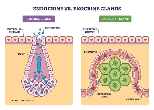Endocrine vs exocrine glands brief comparison shows hormone release to capillaries vs enzyme flow through ducts, key objects, duct, capillary, secretory cells, transparent background
