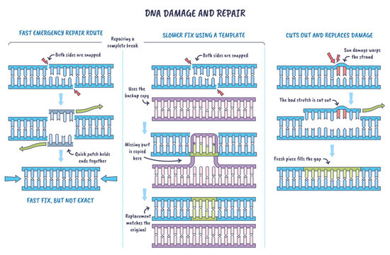DNA damage repair pathways, a double helix with breaks is mended by patches and template copying, contrasting NHEJ, HR, and excision repair, key objects, helix, breaks, patch, transparent background.