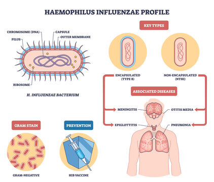 Haemophilus influenzae profile illustrates bacterium structure, disease targets (brain and lungs), and Hib vaccine prevention, encapsulated vs non encapsulated types, transparent background.