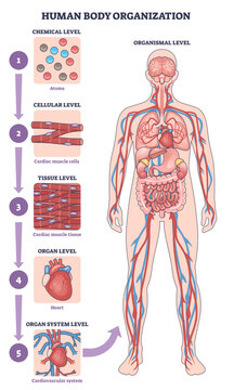 Human body organization shown from chemical to organismal levels, highlighting heart, brain, and blood vessels to explain system hierarchy and structure, transparent background