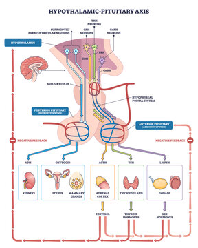 Hypothalamic-pituitary axis overview, hypothalamus, anterior-posterior pituitary, and target glands with hormone routes and feedback loops, transparent background