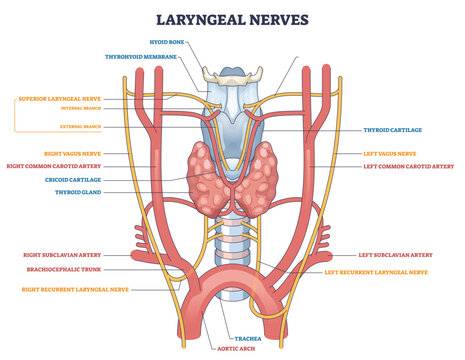 Laryngeal nerves diagram showing neural paths around the larynx, highlights recurrent laryngeal nerves, vagus nerves, and thyroid gland to explain voice and airway control, transparent background.