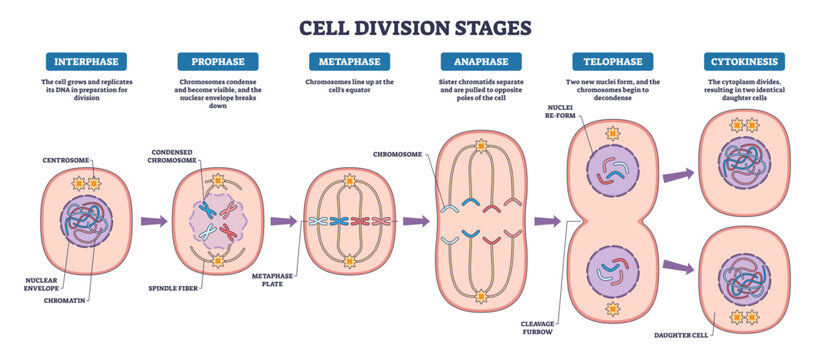 Mitosis stages brief diagram maps cell division from interphase to cytokinesis, highlighting chromosomes, spindle fibers, and daughter cells to convey the process, transparent background.