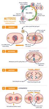 Mitosis cell cycle diagram shows how one cell divides into two, chromosomes, spindle fibers, and nuclei illustrate prophase to cytokinesis, transparent background.